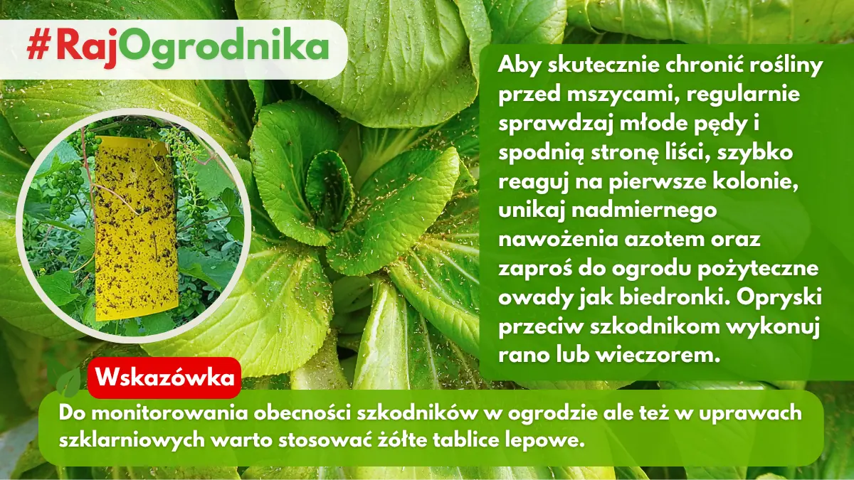 Żółte tablice lepowe do monitorowania obecności szkodników w ogrodzie blog sklep rajogrodnika